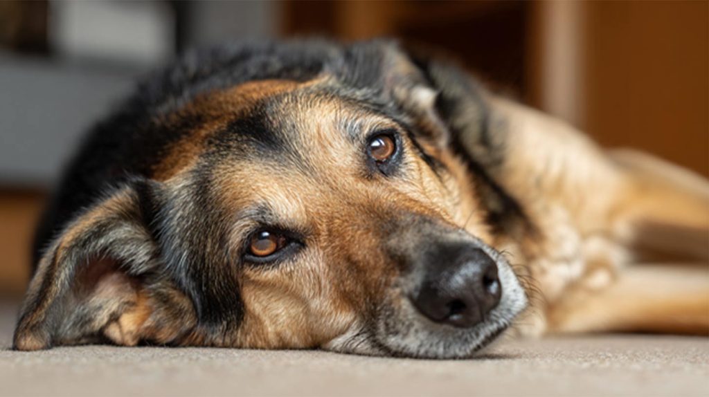 What is Considered Normal Breathing in Dogs?