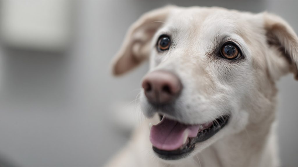 Causes of Fast Breathing in Dogs