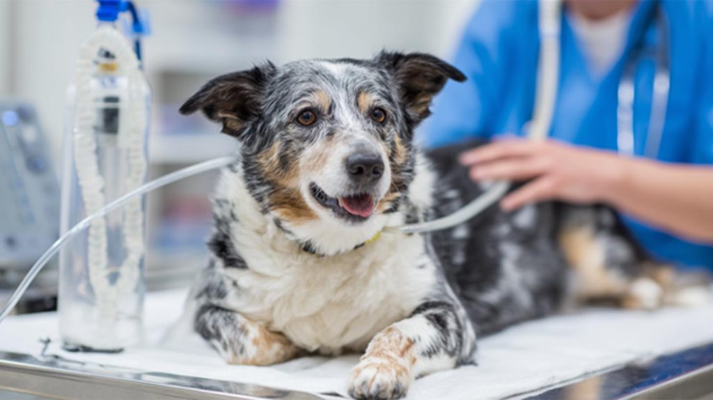 Heart Disease and Circulatory Issues in dogs