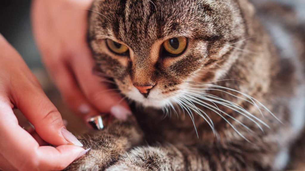 Cat Paw and Nail Care