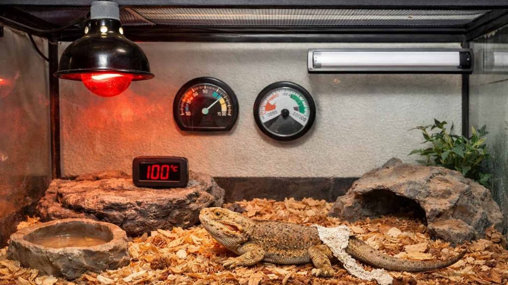 Reptile Tank Setup Mistakes